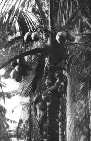 MONKEY GATHERING COCONUTS