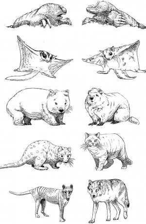 Australian marsupials