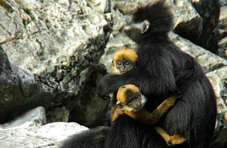 female Francois’s langur