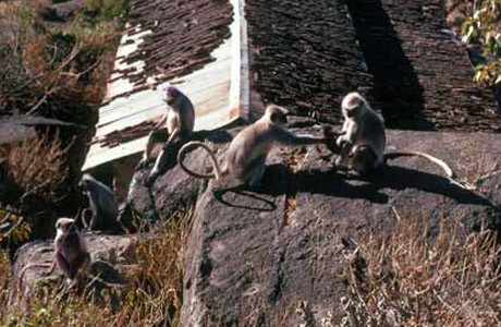 female Hanuman langur mother