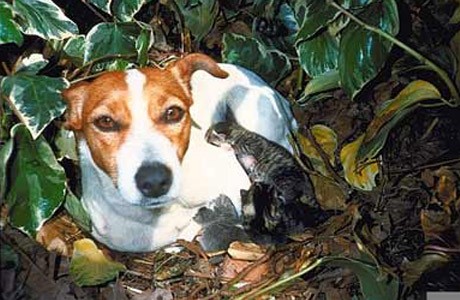 Jack Russell and kittens