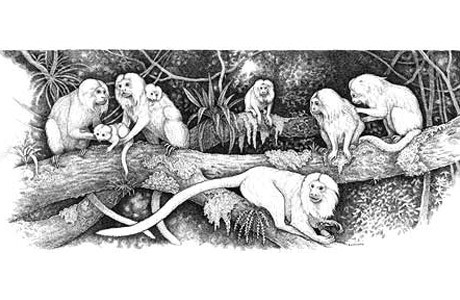 Pen and ink drawing of golden lion tamarins