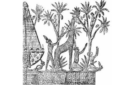 Egypt monkeys harvesting