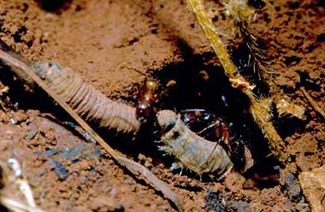 Two Ross’s metalmark caterpillars emerge