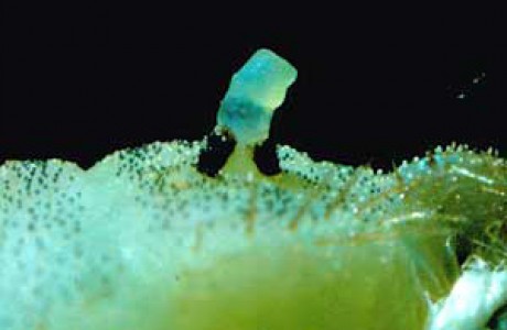 honeydew-secreting glands