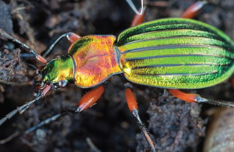Carabus auronitens