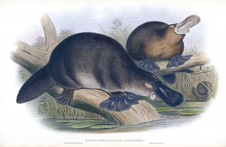 Illustration of a platypus
