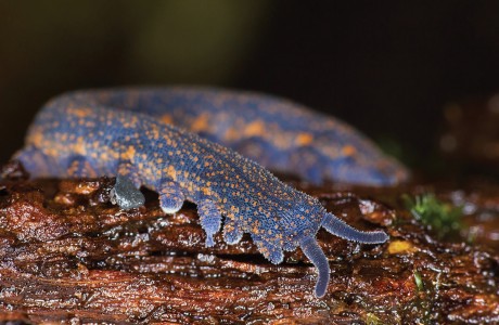 Velvet worms