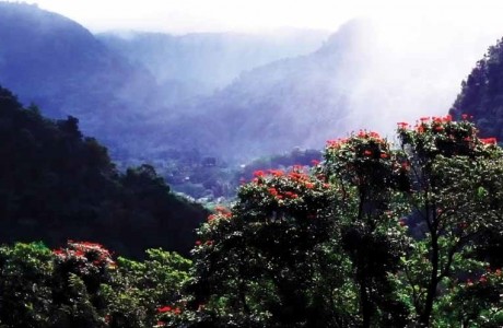 Dominica highlands