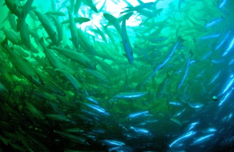 fish farm underwater