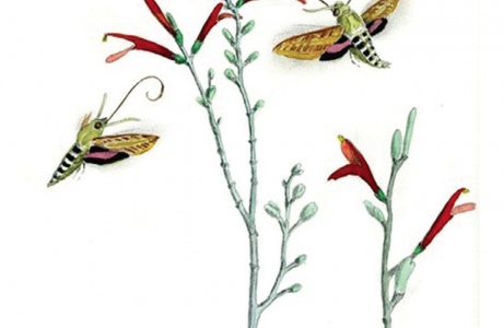 White lined sphinx moths