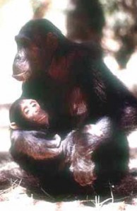 Chimpanzee mother with her baby i