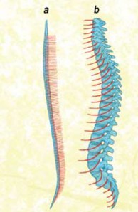 spine