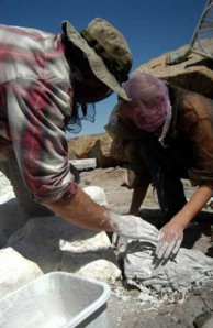 excatators excavators