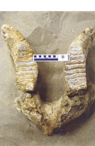 mammoth mandible mammoth mandible
