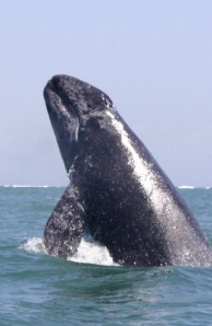 baby gray whale breaching