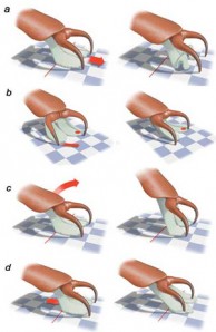 fly foot diagram fly foot diagram