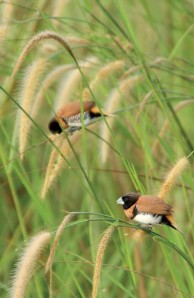 Chestnut-breasted munia