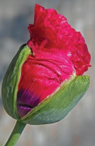 Opium poppy bud