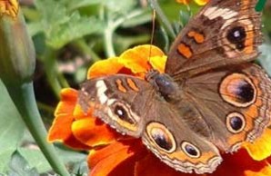butterfly naturenet butterfly naturenet