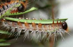 Lethal Fuzz slide show Lethal Fuzz slide show