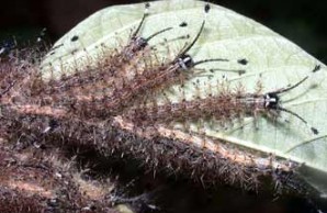 Lethal Fuzz slide show Lethal Fuzz slide show