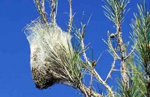 Lethal Fuzz slide show Lethal Fuzz slide show