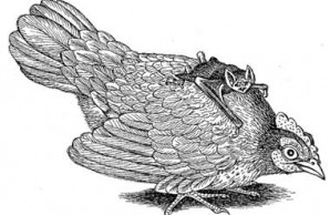 Rooster with Bat on Back Rooster with Bat on Back