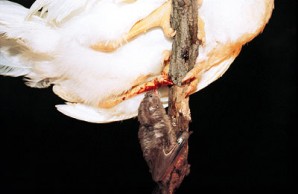 White Winged Vampire Bat