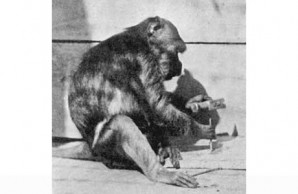 Skirrl, a crab-eating monkey