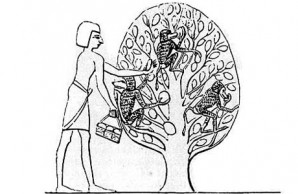 FRUIT GATHERING IN EGYPT 2