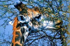 giraffe crops bottle-brush flowers