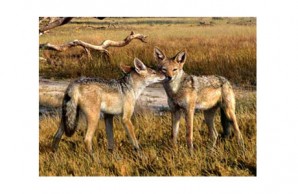 How Dogs Came to Run the World slideshow