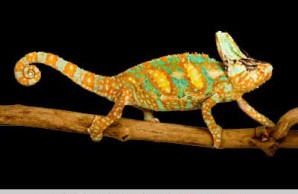 lizards snakes alive lizards snakes alive