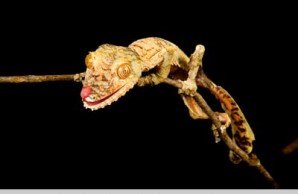 lizards snakes alive lizards snakes alive