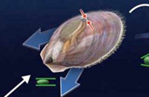 Scallop Using Jet Propulsion
