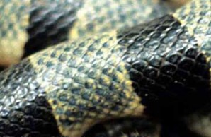 orchid island and snake