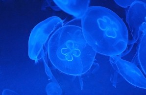 jellyfish jellyfish