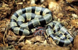 orchid island and snake