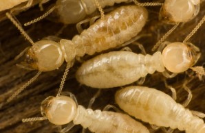 termites termites