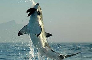 white shark white shark