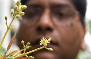 avocado tree avocado tree