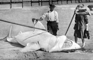 Jersey Shore shark attacks sharks attacks Jersey Shore