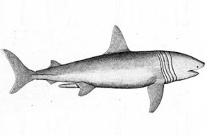 Jersey Shore shark attacks sharks attacks Jersey Shore