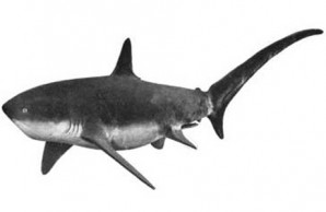 Jersey Shore shark attacks sharks attacks Jersey Shore