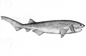 cow shark