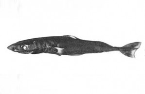 cow shark