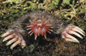 star-nosed mole star-nosed mole
