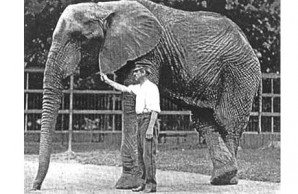 elephant in captivity