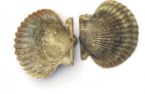 extinct scallops